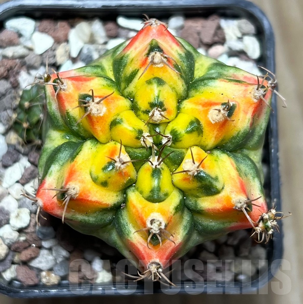 SHPR16508 Gymnocalycium mihanovichii f. variegata T3115
