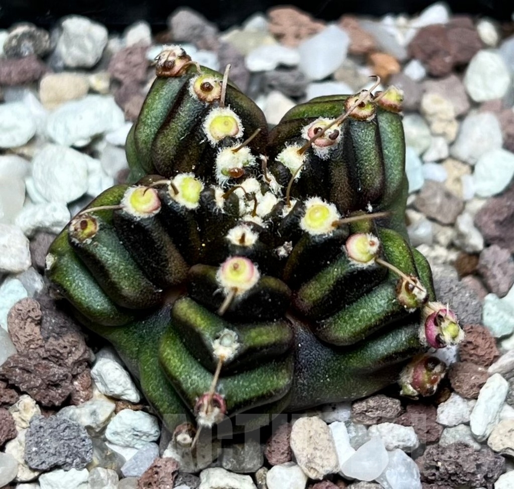 SHPR16509 Gymnocalycium mihanovichii 'North star B' - Obrázek 2