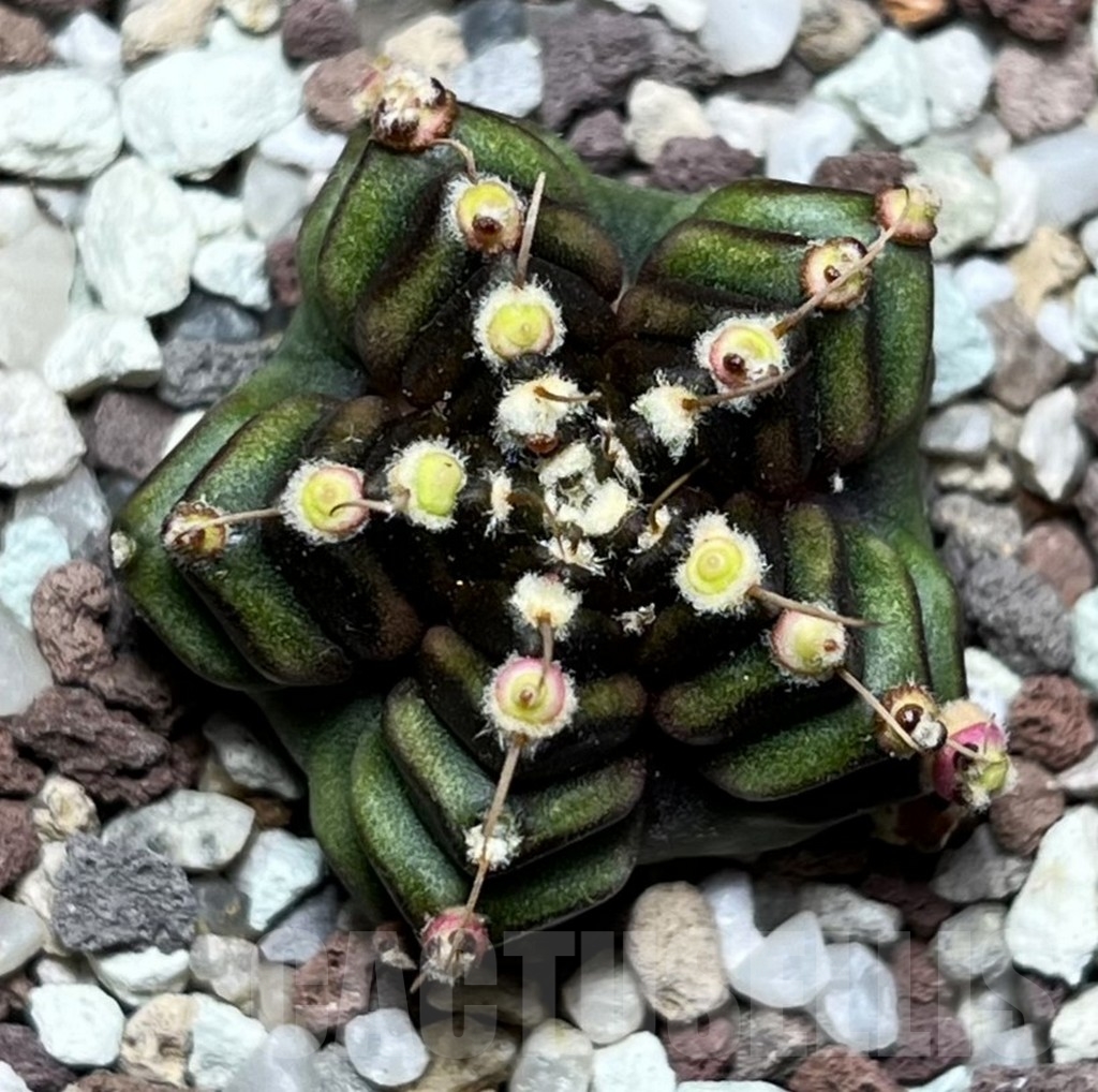 SHPR16509 Gymnocalycium mihanovichii 'North star B'