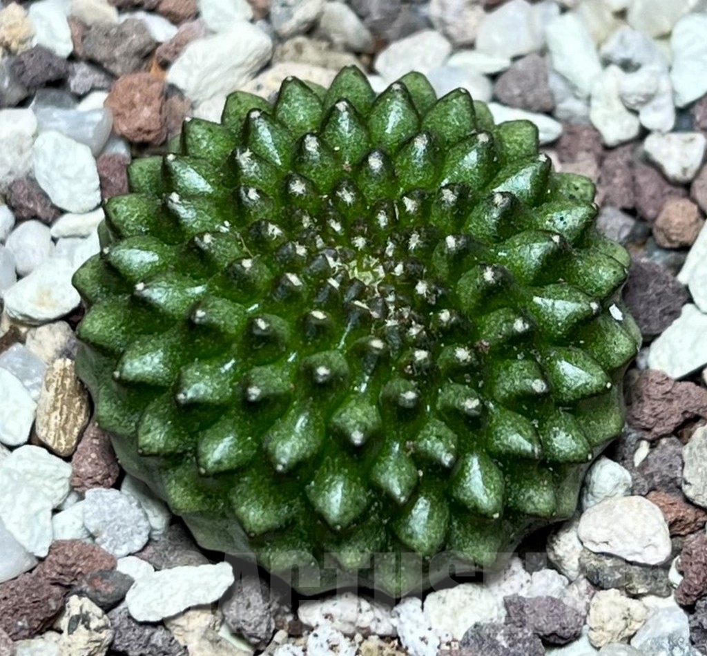 SHPR16510 Gymnocalycium mihanovichii 'Inermis'