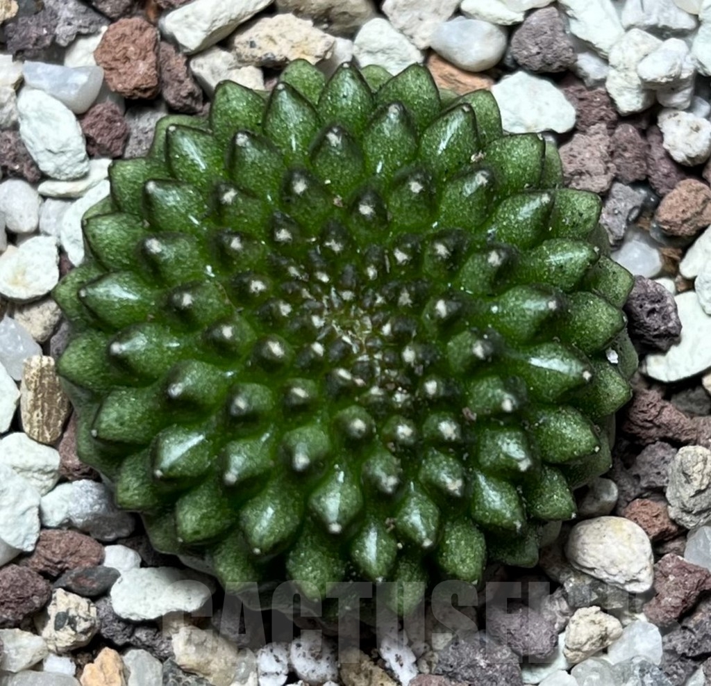 SHPR16510 Gymnocalycium mihanovichii 'Inermis' - Image 2