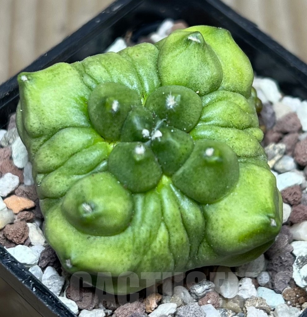 SHPR16511 Gymnocalycium mihanovichii 'Green bubble'