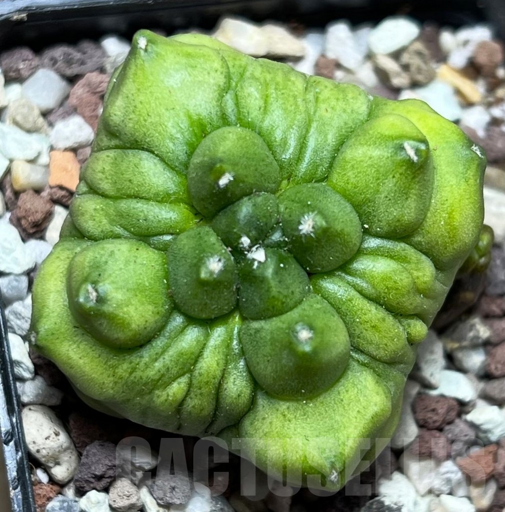 SHPR16511 Gymnocalycium mihanovichii 'Green bubble' - Image 3