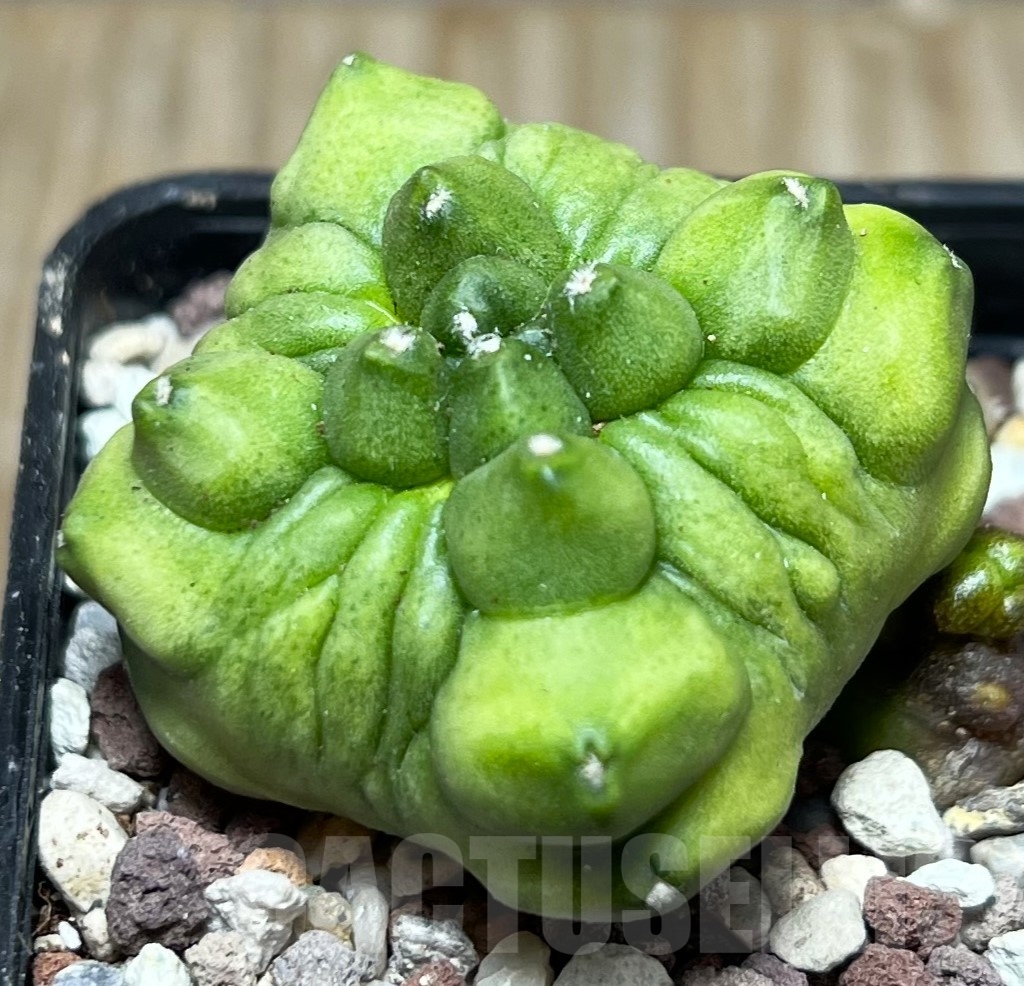 SHPR16511 Gymnocalycium mihanovichii 'Green bubble' - Image 2