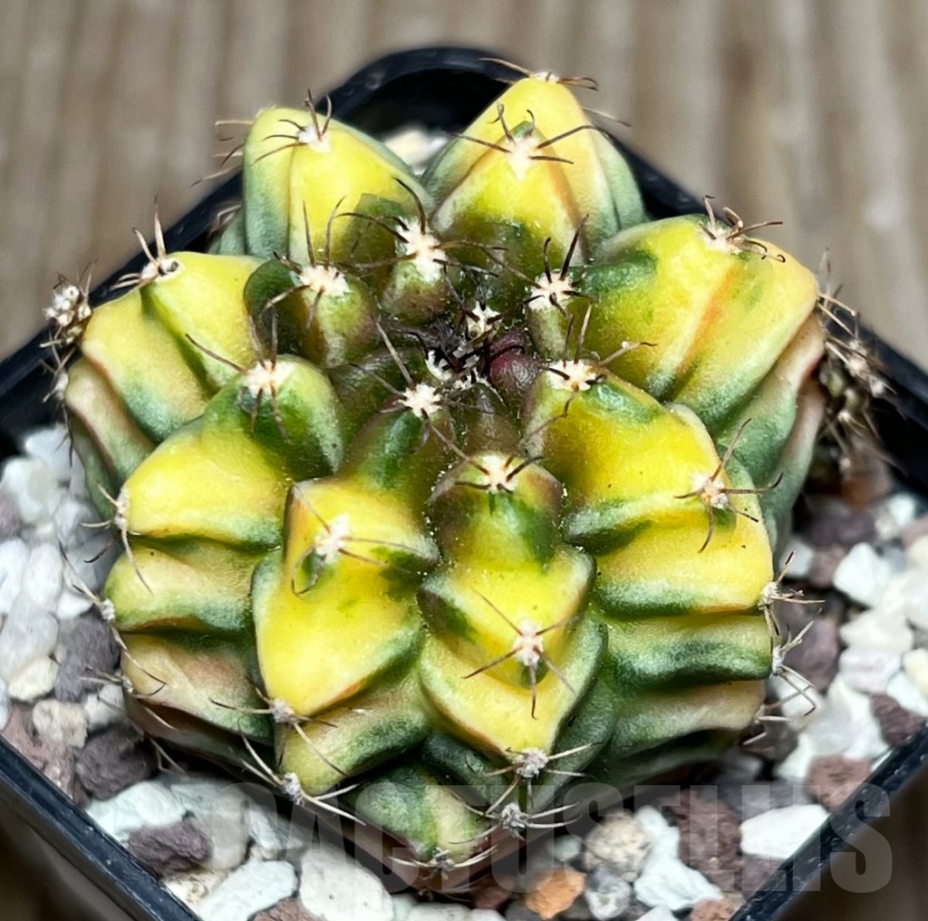 SHPR16513 Gymnocalycium mihanovichii 'Root Beer' - Image 2