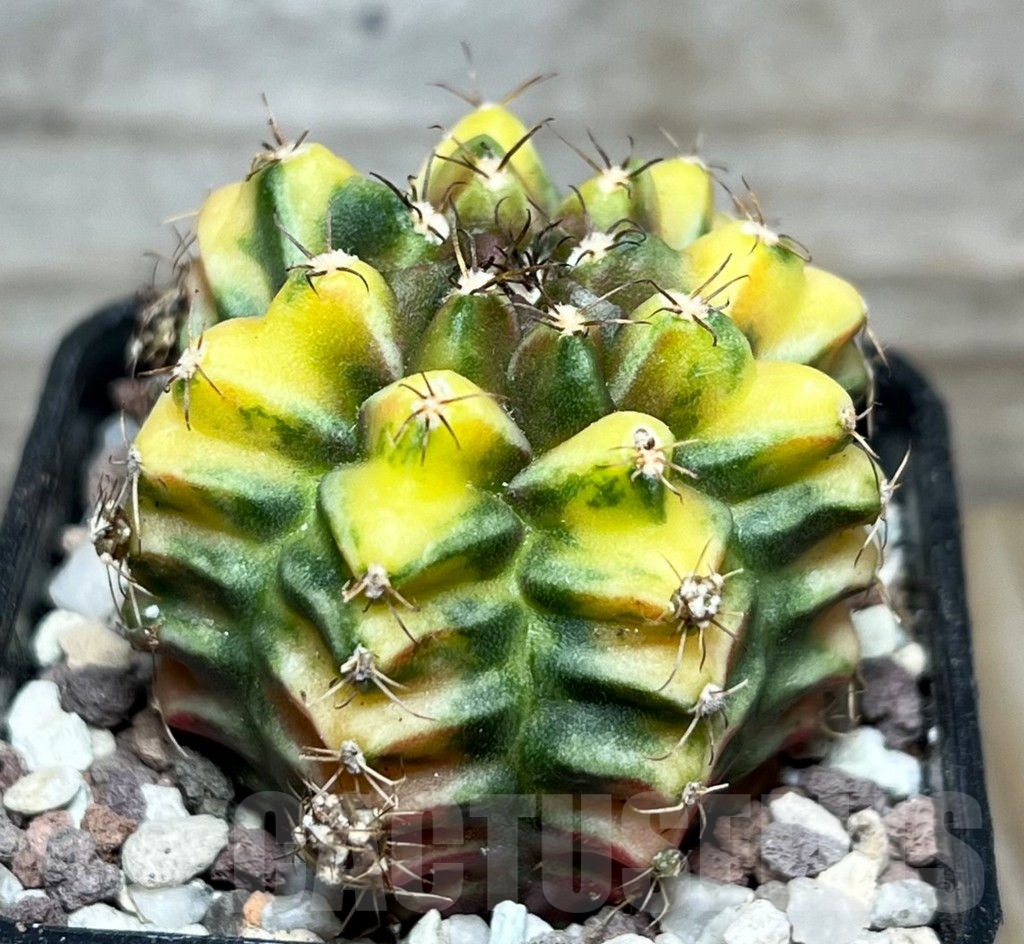SHPR16513 Gymnocalycium mihanovichii 'Root Beer' - Image 3