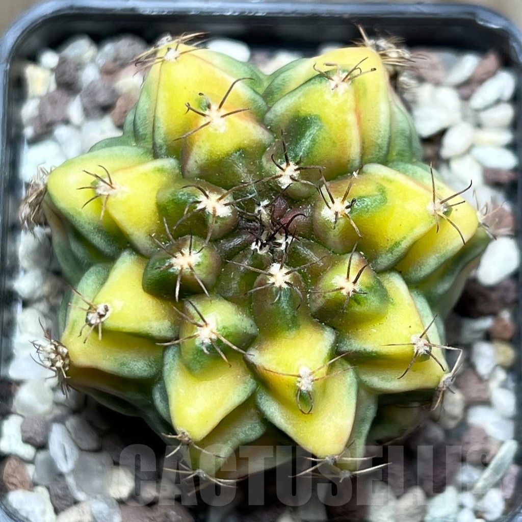SHPR16513 Gymnocalycium mihanovichii 'Root Beer'