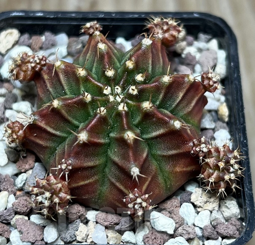 SHPR16516 Gymnocalycium mihanovichii 'Sila manee' - Obrázek 2