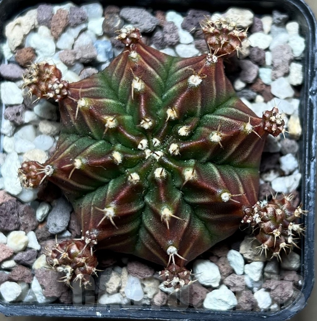 SHPR16516 Gymnocalycium mihanovichii 'Sila manee'