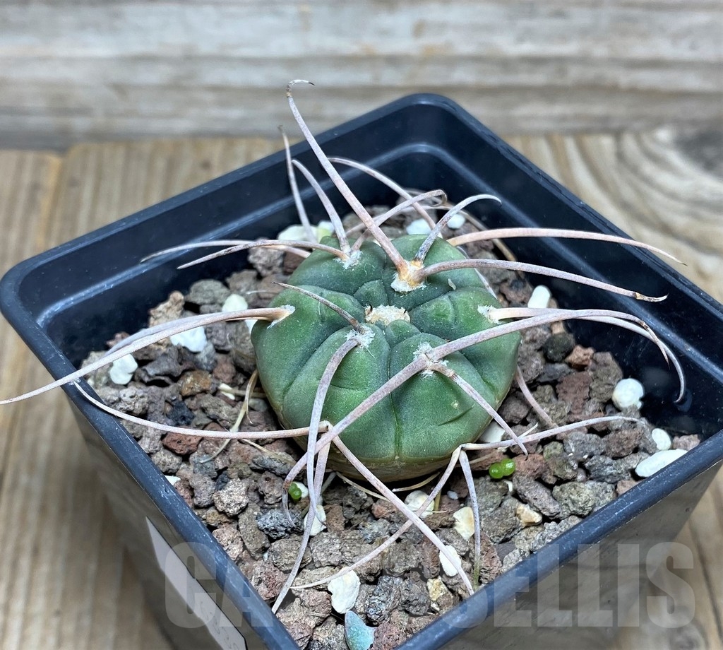 SHPR16339 Gymnocalycium cardenasianum JO 193 -Carrizal-