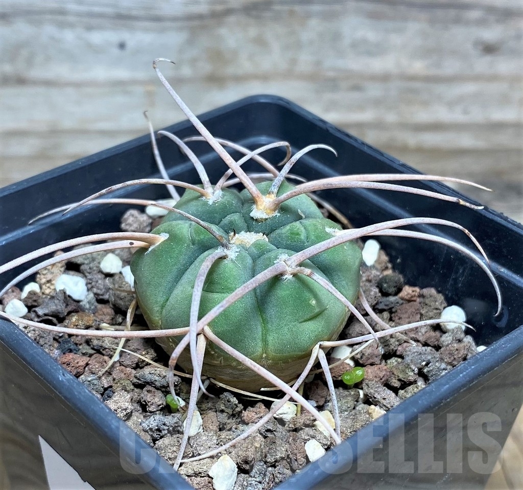SHPR16339 Gymnocalycium cardenasianum JO 193 -Carrizal- - Obrázek 2