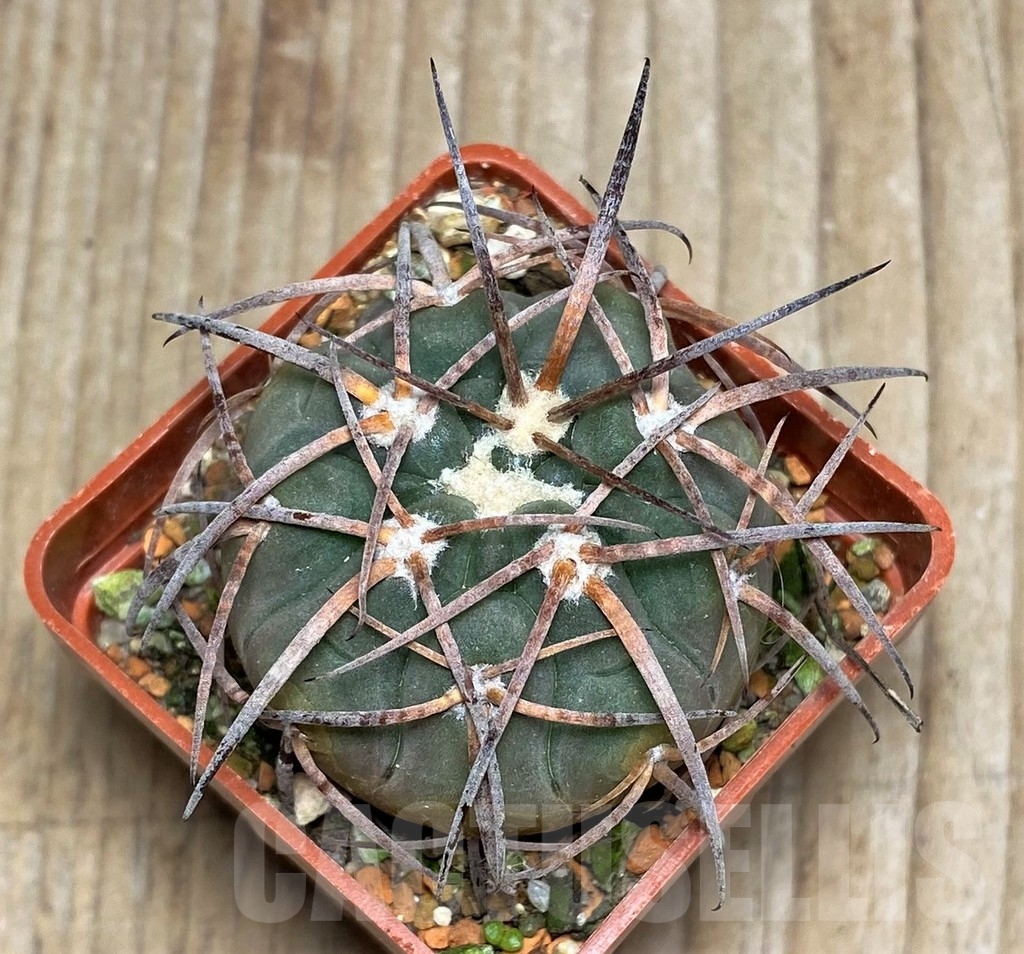 SHPR16342 Gymnocalycium spegazzinii VS 103 - Image 2