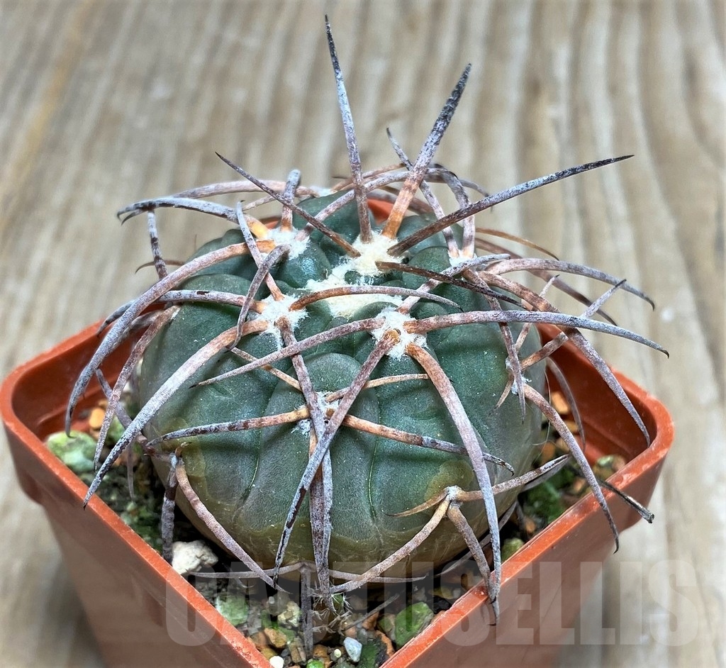 SHPR16342 Gymnocalycium spegazzinii VS 103