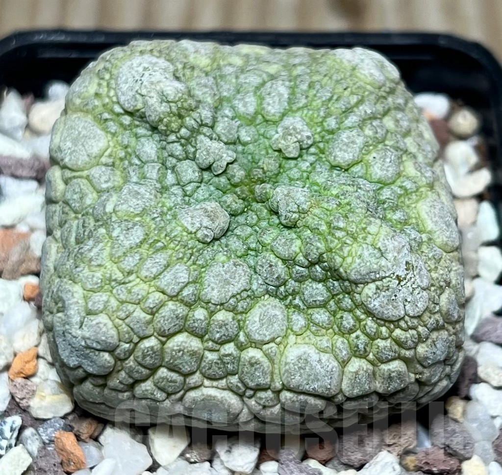 SHPR16528 Pseudolithos cubiformis - Imagen 2