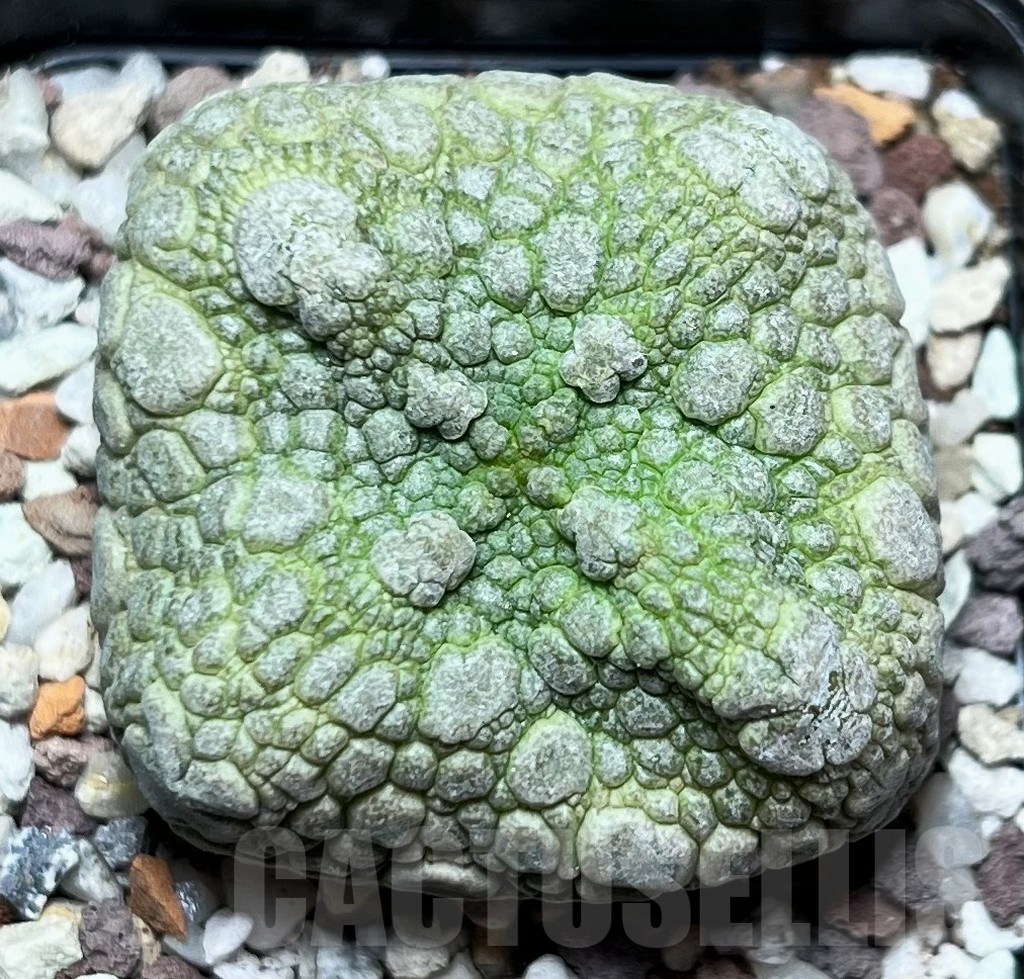 SHPR16528 Pseudolithos cubiformis