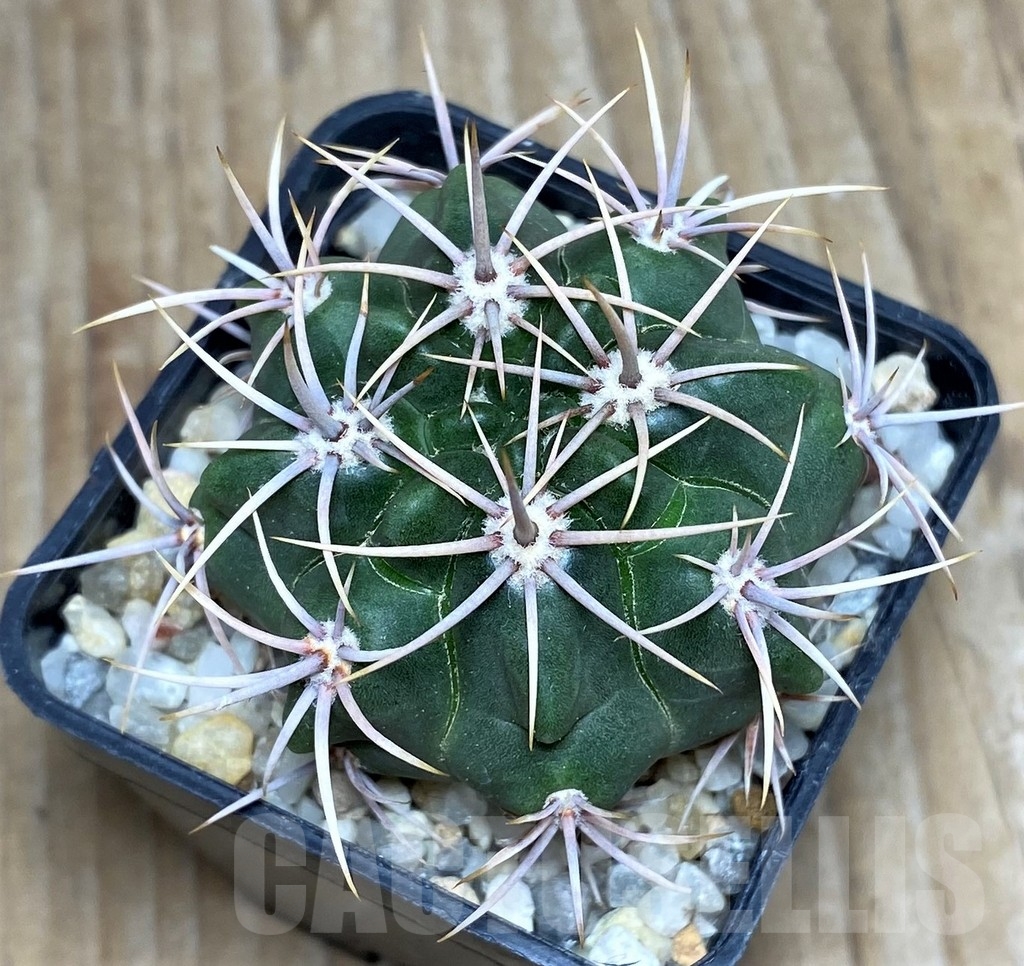 SHPR16346 Gymnocalycium mostii, -Cerro Uritorco- - Image 2