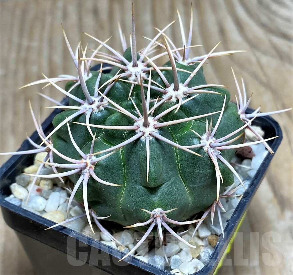 SHPR16346 Gymnocalycium mostii, -Cerro Uritorco-