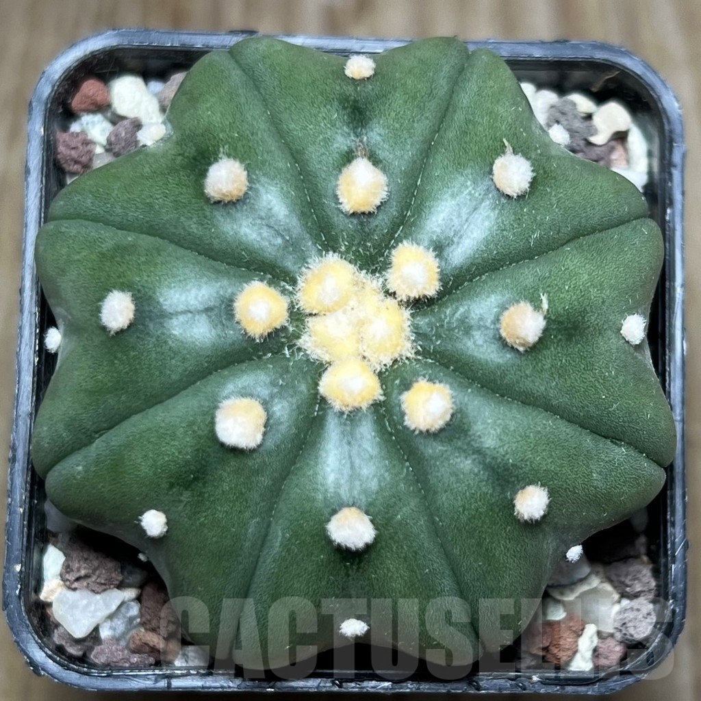 SHPR16533 Astrophytum asterias 'Miracle'