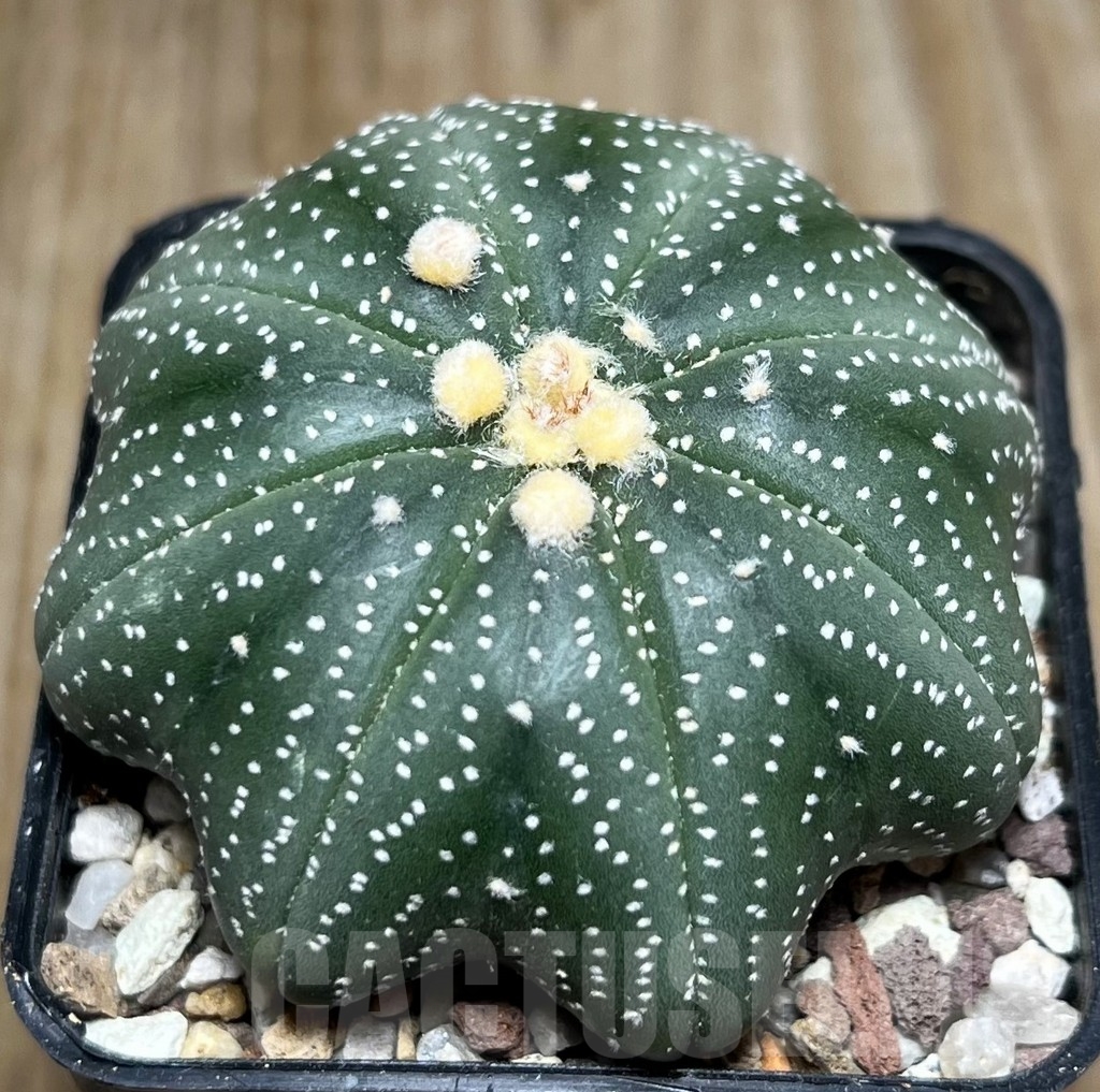 SHPR16534 Astrophytum asterias 'Miracle' - Image 2