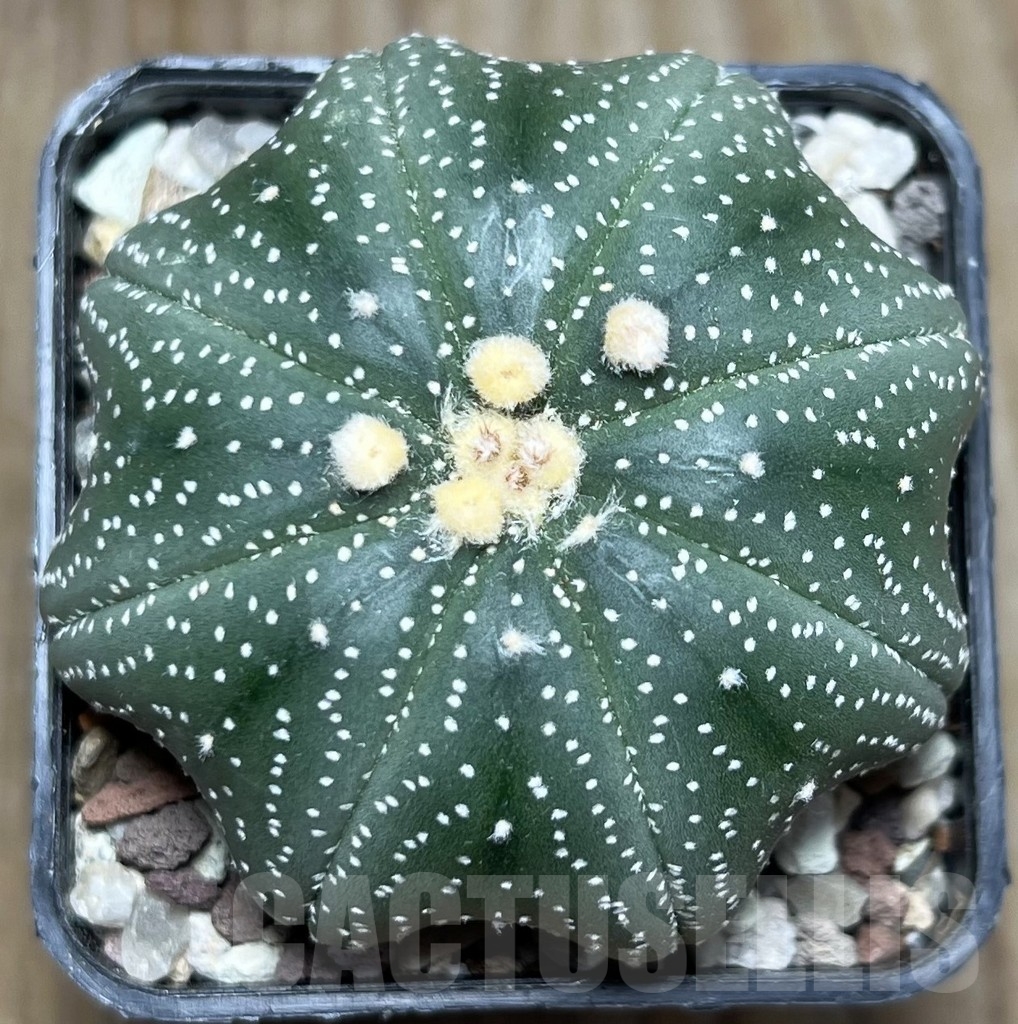 SHPR16534 Astrophytum asterias 'Miracle'
