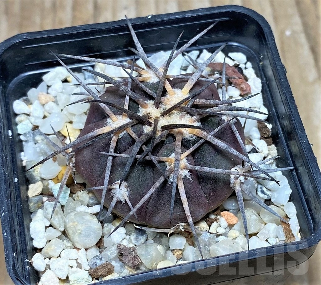 SHPR16350 Gymnocalycium spegazzinii ssp. sarkae KP 54, -San Felipe-
