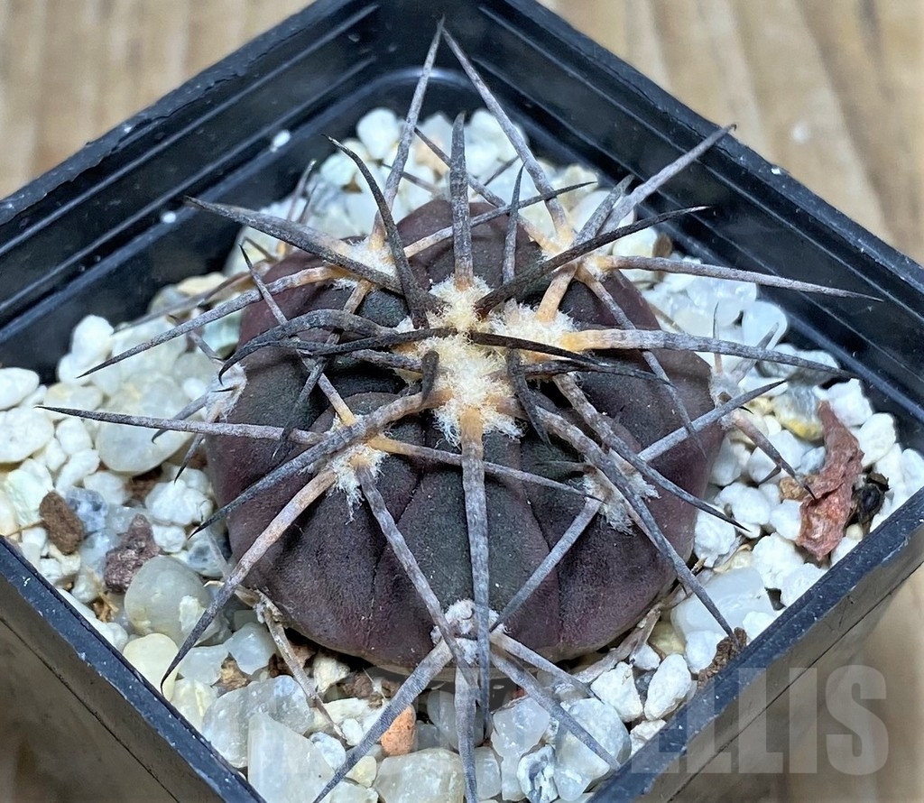 SHPR16350 Gymnocalycium spegazzinii ssp. sarkae KP 54, -San Felipe- - Image 2