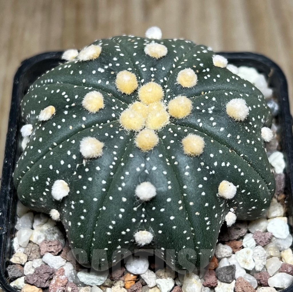 SHPR16535 Astrophytum asterias 'Miracle' - immagine 2