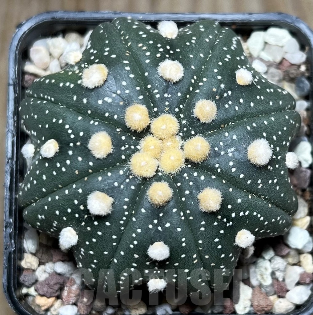 SHPR16535 Astrophytum asterias 'Miracle'