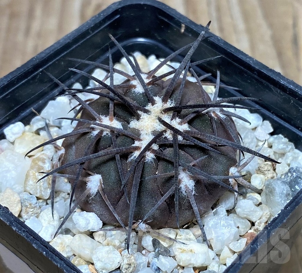 SHPR16351 Gymnocalycium spegazzinii ssp. sarkae KP 54, -San Felipe-