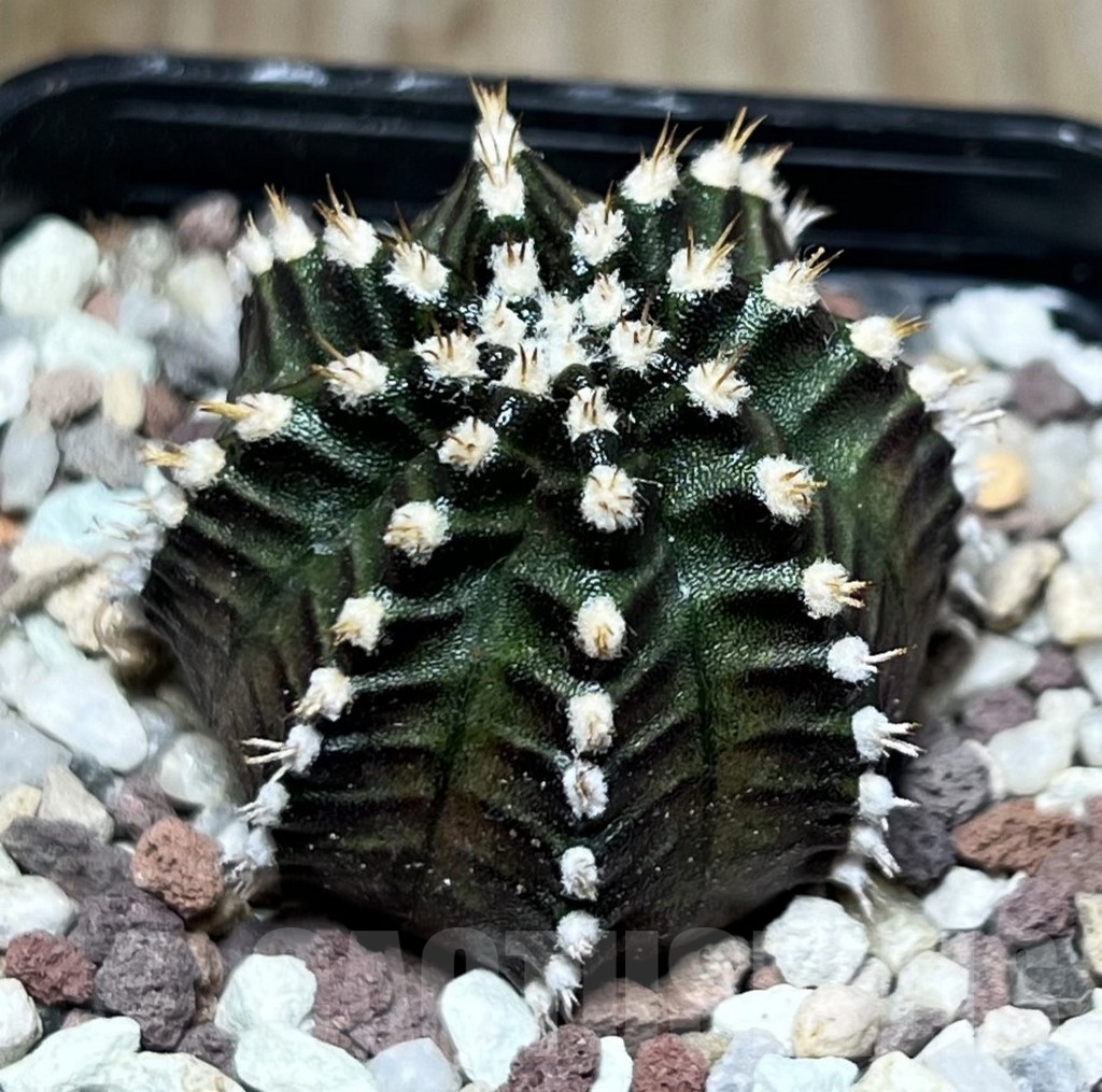 SHPR16537 Gymnocalycium mihanovichii 'Star Line' - Image 2