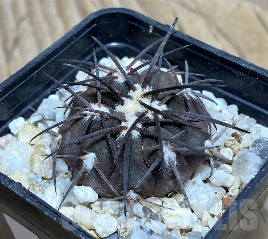 SHPR16351 Gymnocalycium spegazzinii ssp. sarkae KP 54, -San Felipe- - Imagen 2