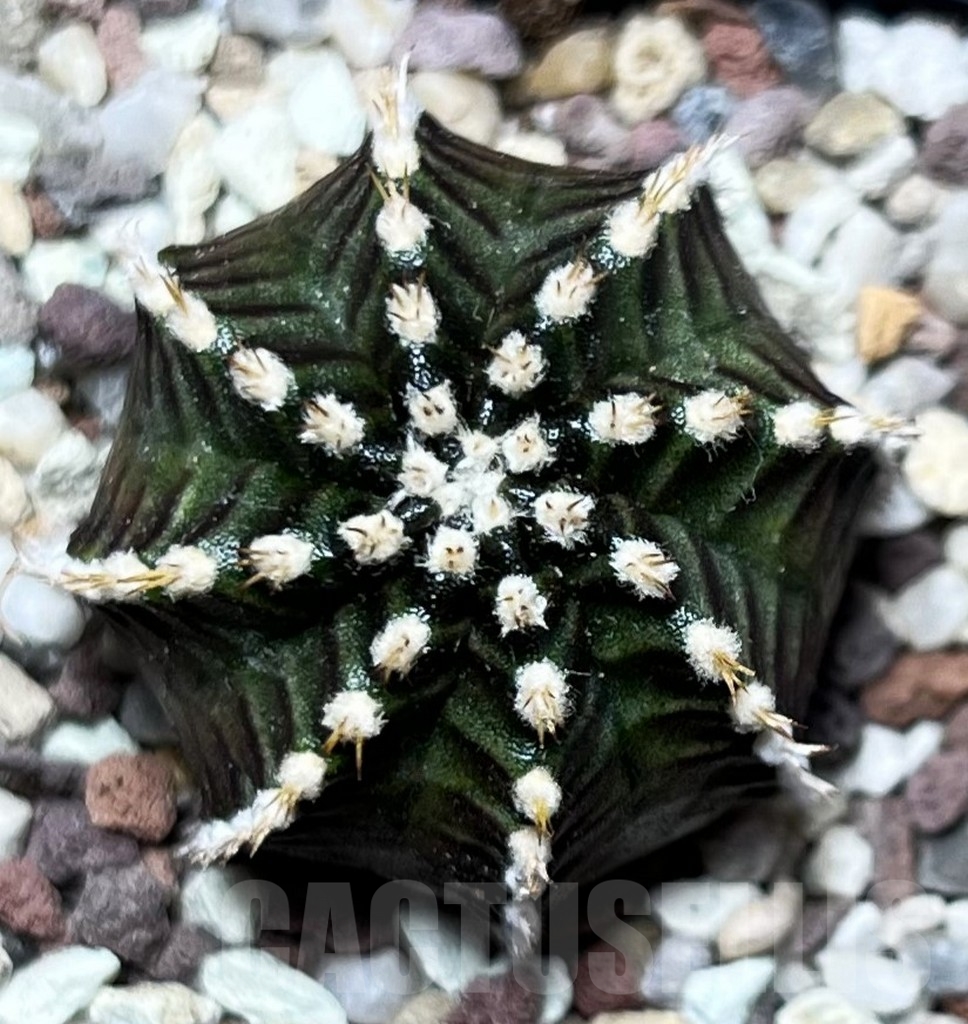 SHPR16537 Gymnocalycium mihanovichii 'Star Line'