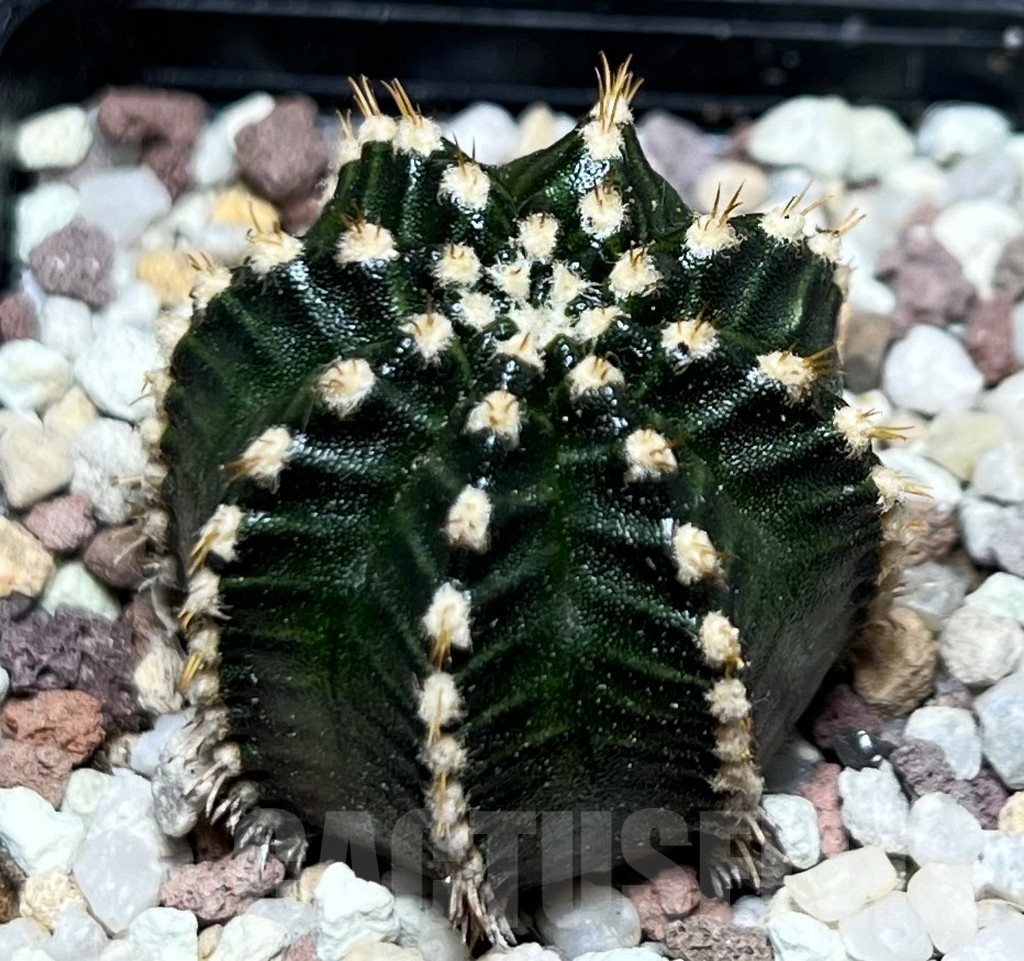 SHPR16538 Gymnocalycium mihanovichii 'Star Line' - Image 2