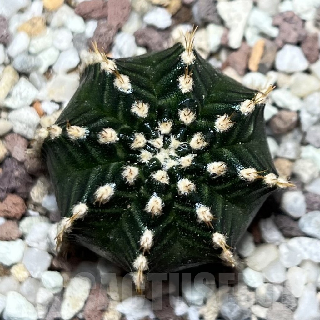 SHPR16538 Gymnocalycium mihanovichii 'Star Line'