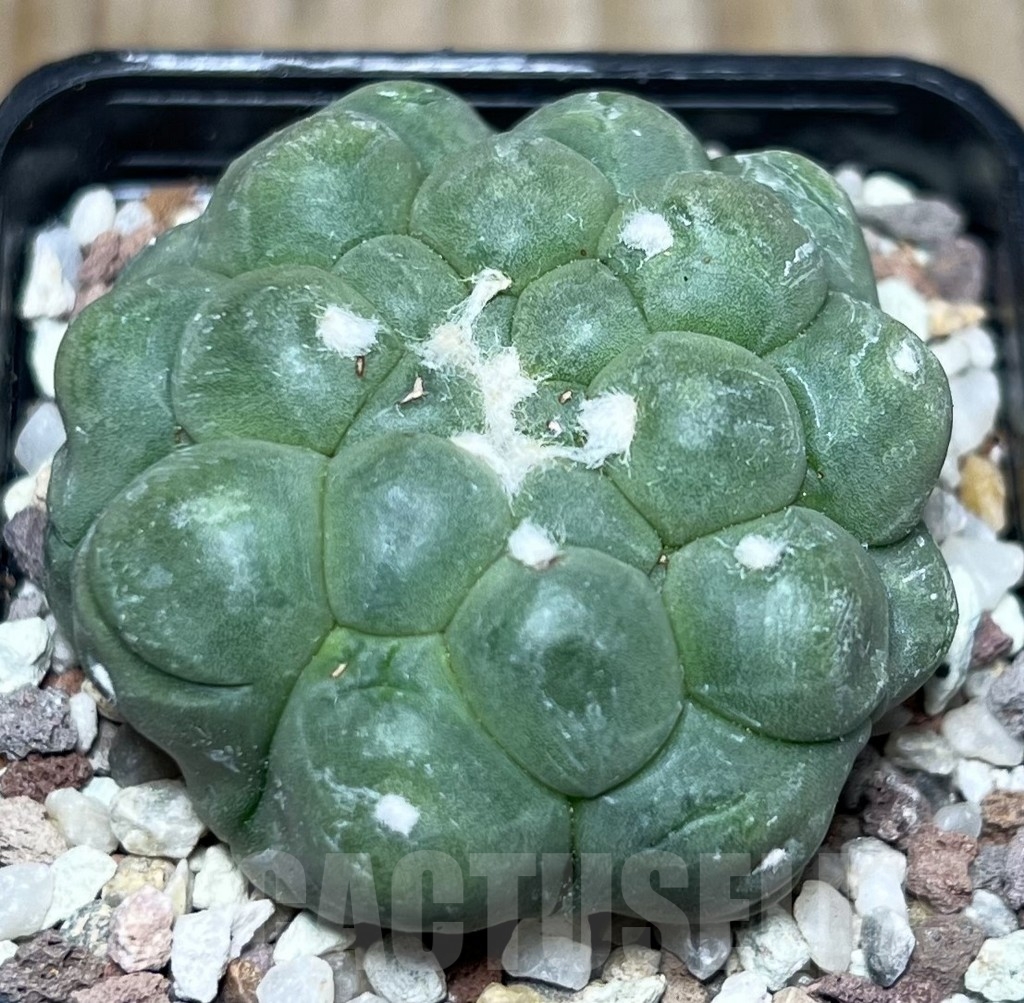 SHPR16539 Astrophytum asterias 'Kikko'