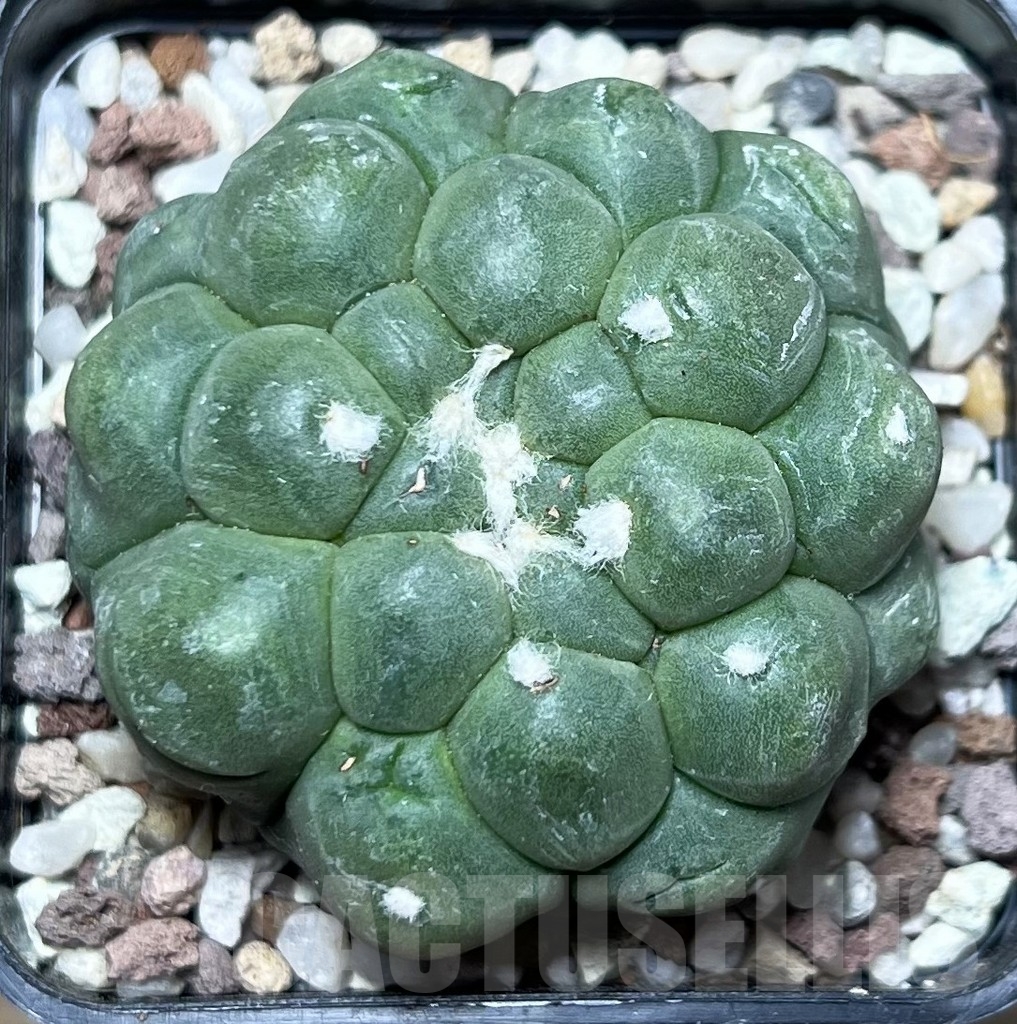 SHPR16539 Astrophytum asterias 'Kikko' - Image 2