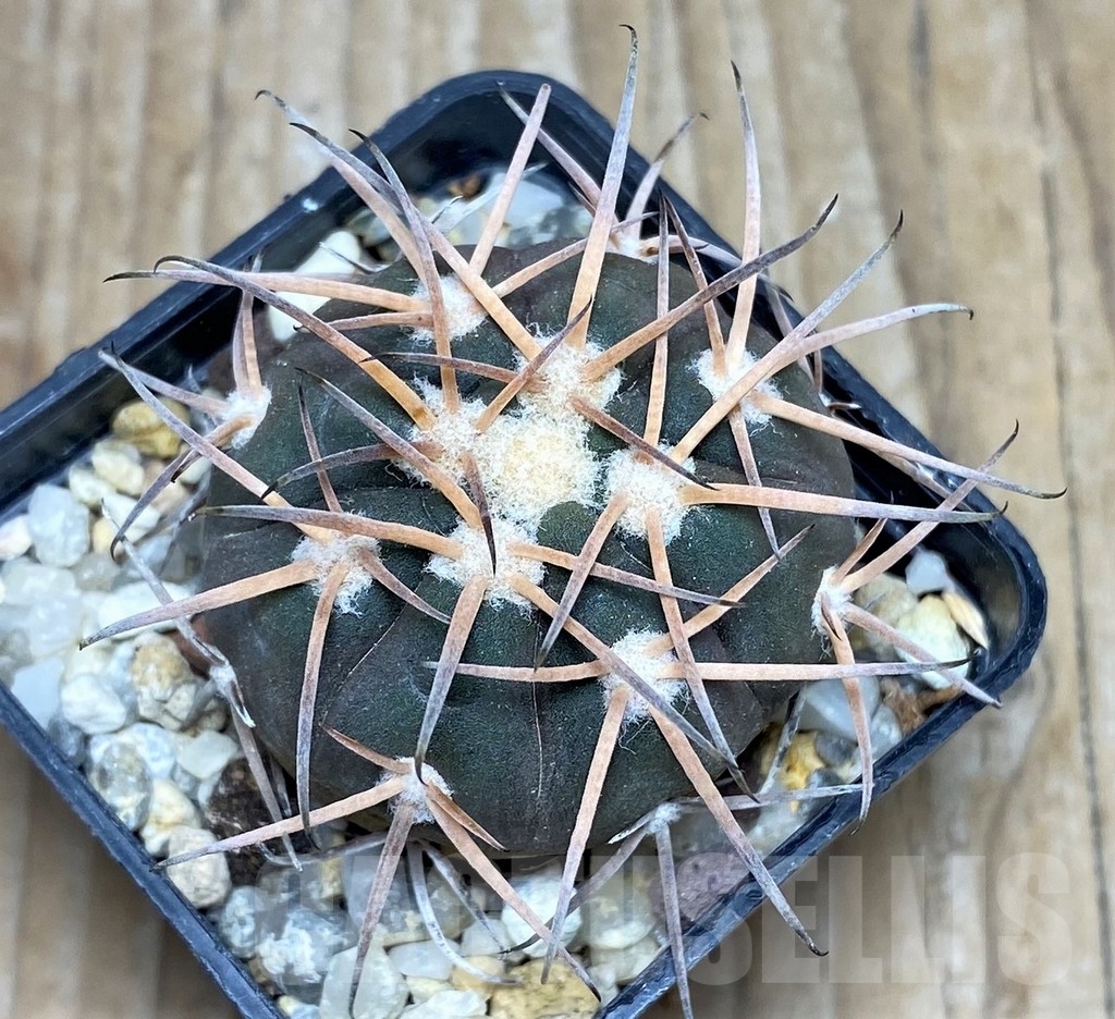 SHPR16354 Gymnocalycium spegazzinii TOM 108/1
