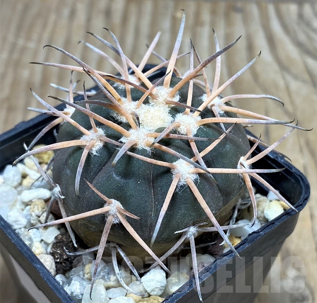 SHPR16354 Gymnocalycium spegazzinii TOM 108/1 - Image 2