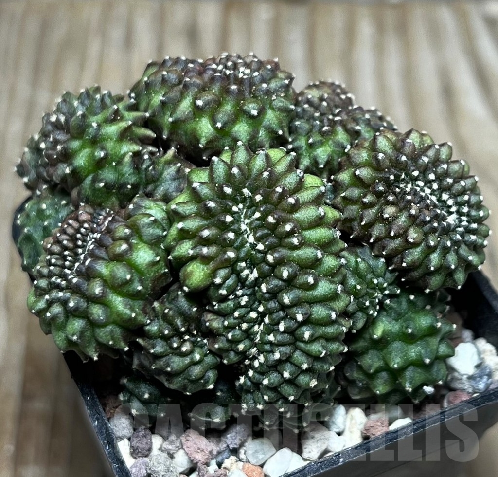 SHPR16542 Gymnocalycium mihanovichii 'inermis' f. cristata – Bild 3