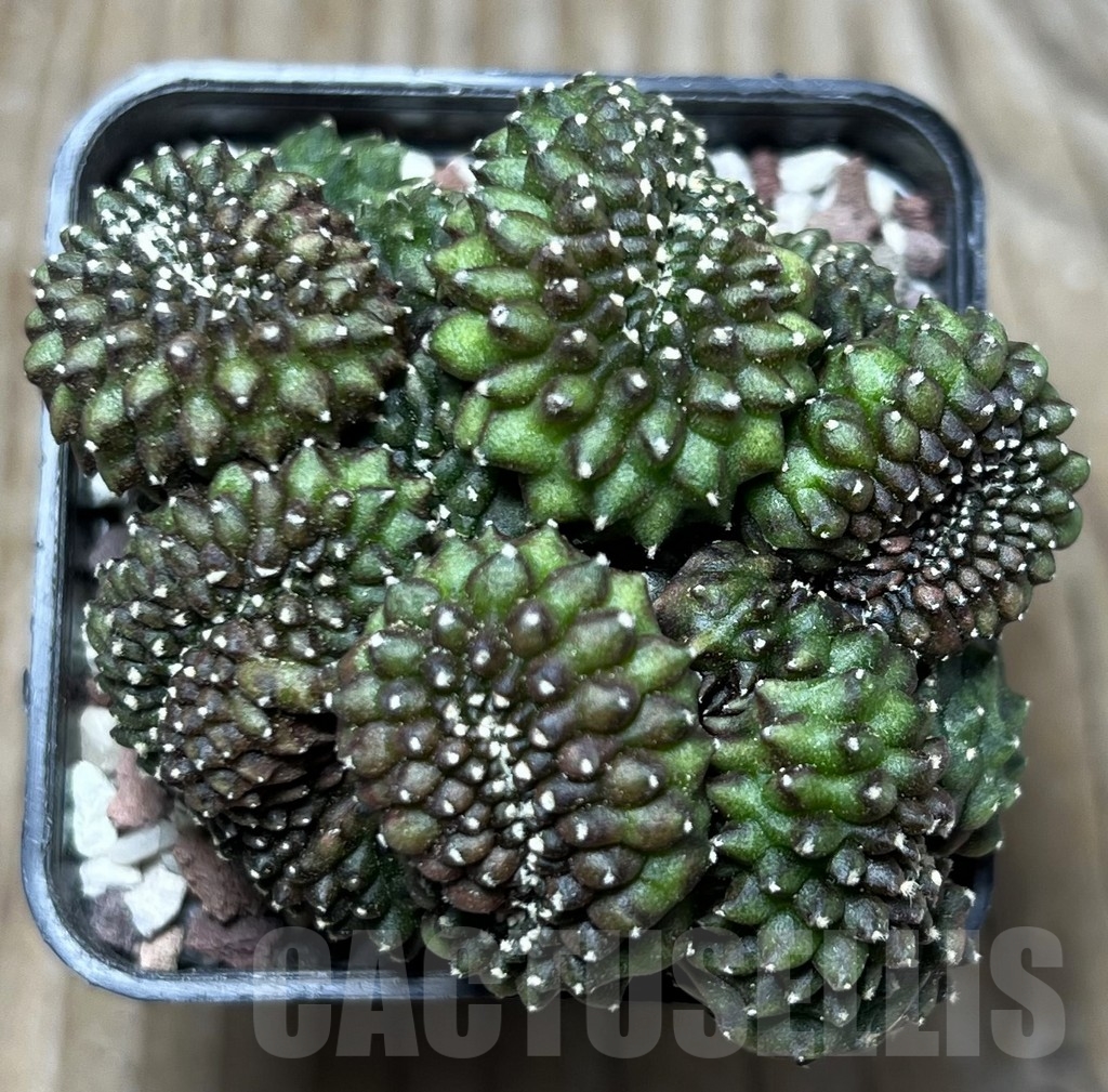 SHPR16542 Gymnocalycium mihanovichii 'inermis' f. cristata – Bild 2