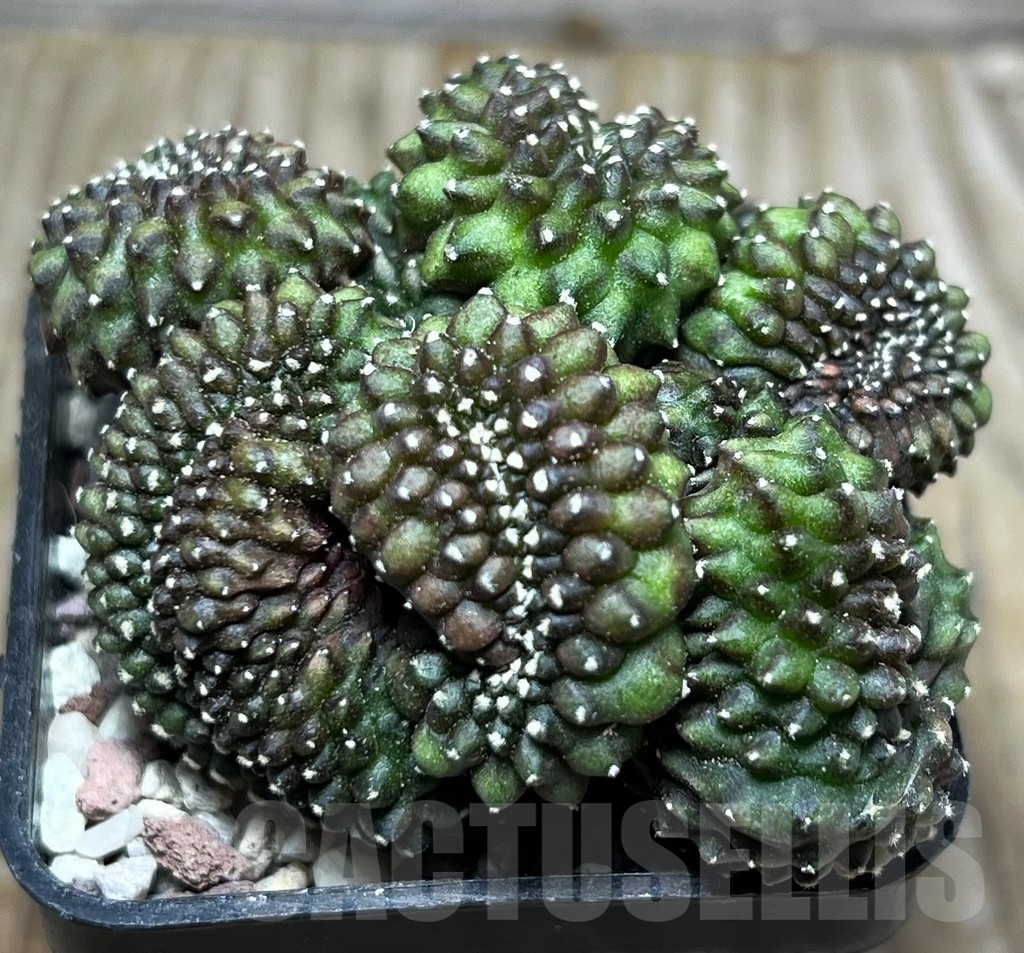 SHPR16542 Gymnocalycium mihanovichii 'inermis' f. cristata