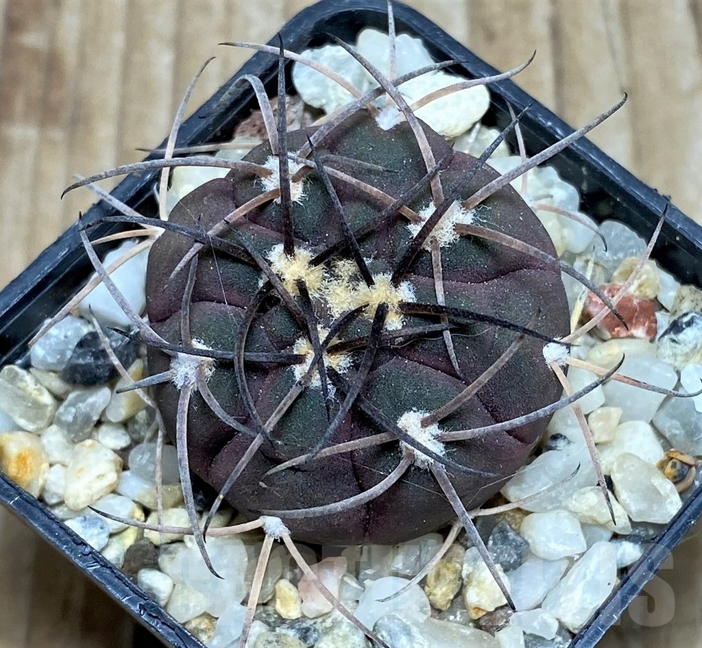 SHPR16357 Gymnocalycium spegazzinii TOM 325/1