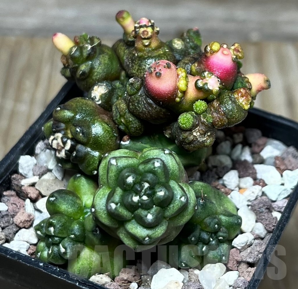 SHPR16543 Gymnocalycium mihanovichii 'Transformer'