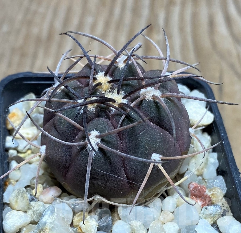 SHPR16357 Gymnocalycium spegazzinii TOM 325/1 - Image 2