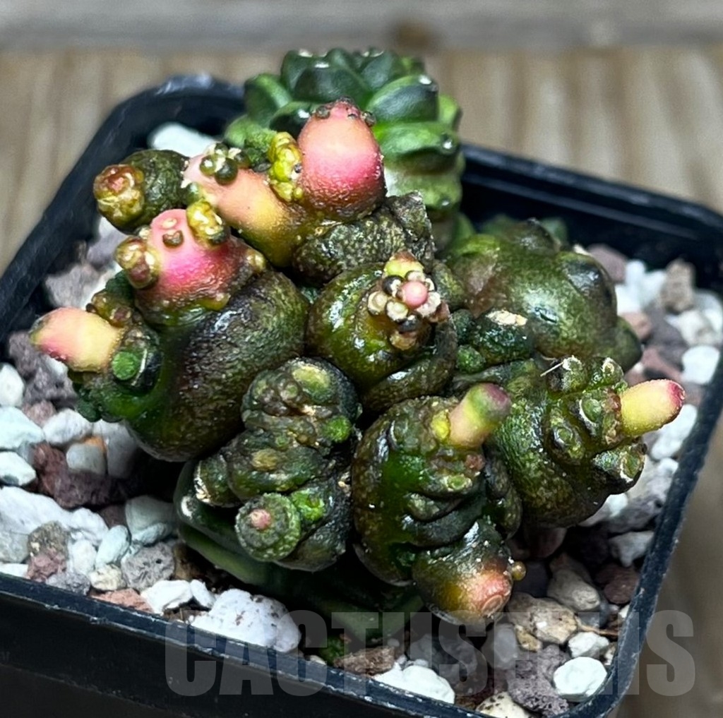 SHPR16543 Gymnocalycium mihanovichii 'Transformer' – Bild 2