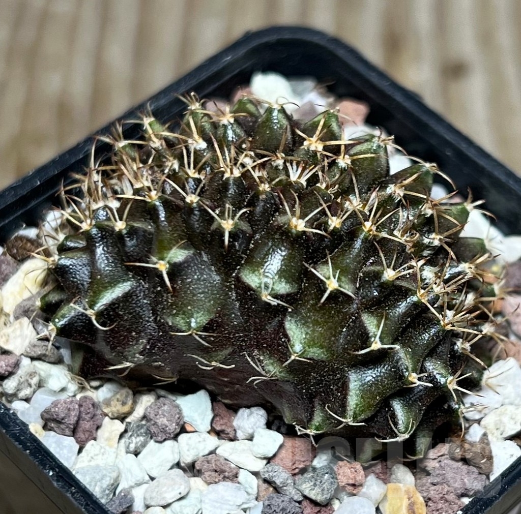 SHPR16544 Gymnocalycium mihanovichii f. cristata