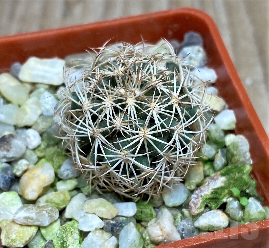 SHPR16359 Coryphantha werdermannii SB 575, MG 163 - Image 2