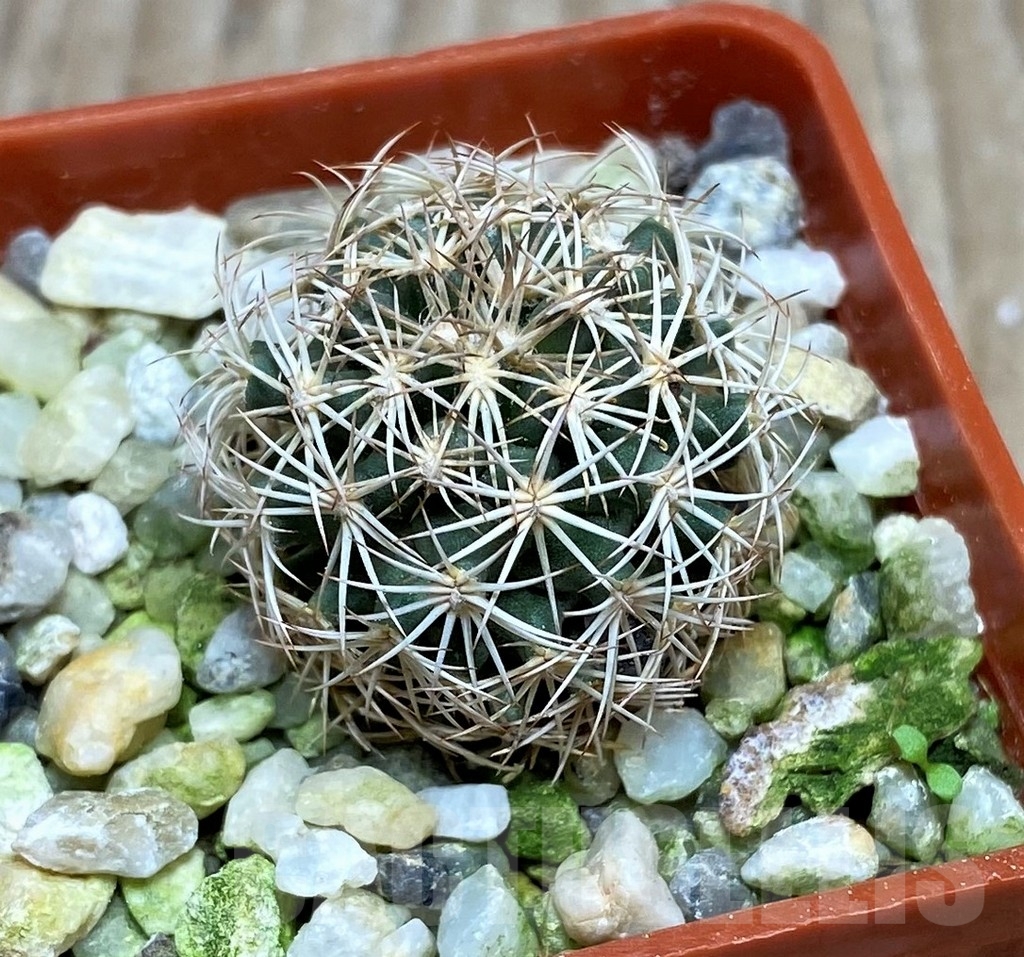 SHPR16359 Coryphantha werdermannii SB 575, MG 163