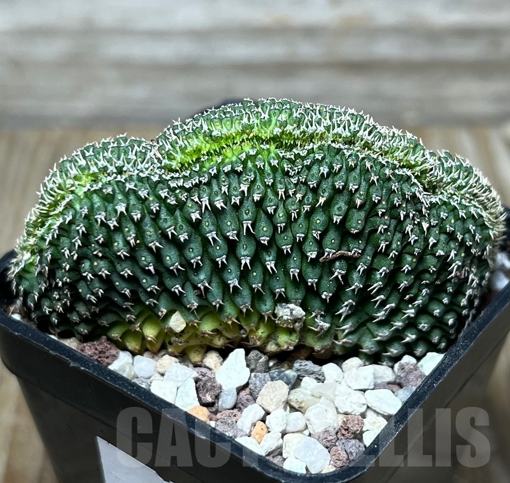 SHPR16546 Euphorbia phillipsioides f. cristata - Obrázek 2