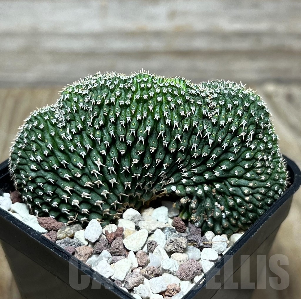 SHPR16546 Euphorbia phillipsioides f. cristata